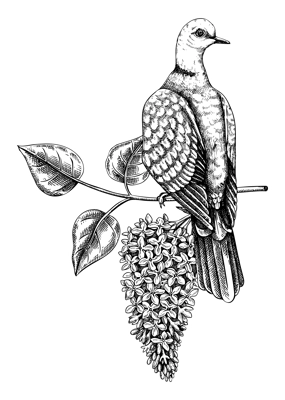 Collared dove sitting on flowering lilac branch sketch. Vector spring illustration isolated on white background. Hand drawn bird on blooming fruit tree with leaves and flowers design for print